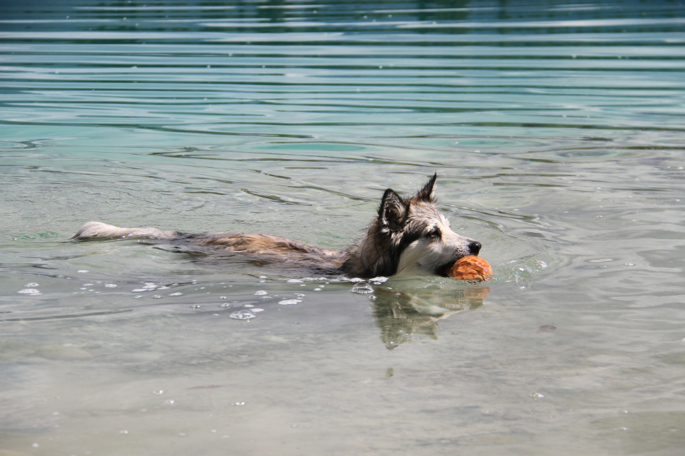 Our puppy Bella retrieving a stick from Boya Lake