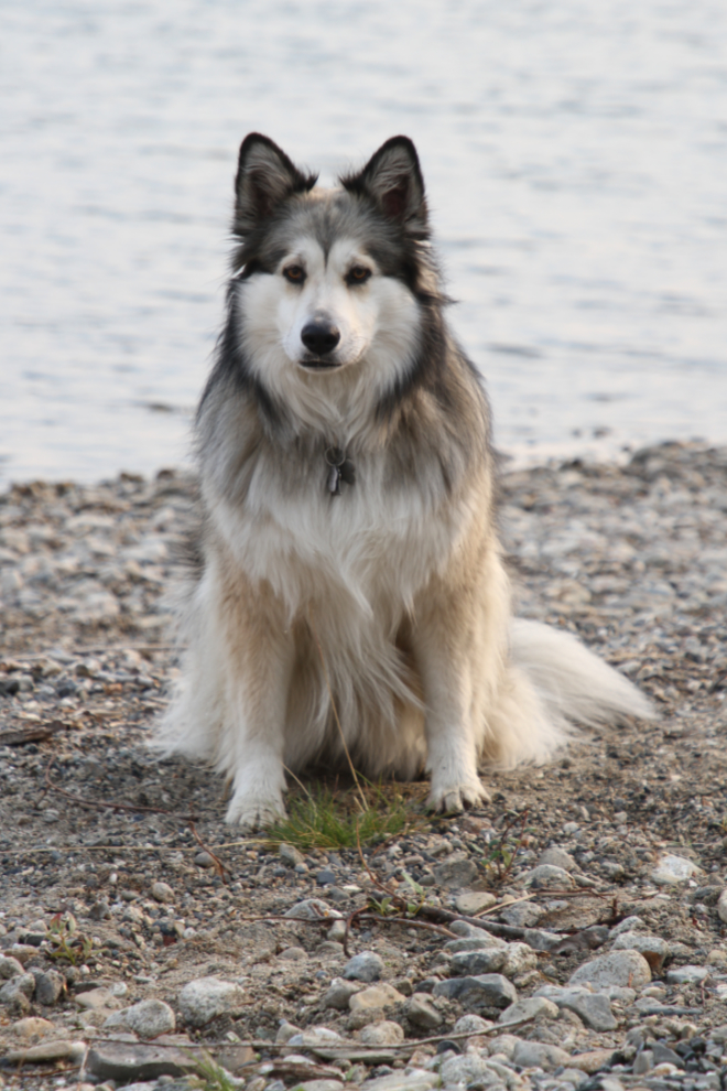My shelty-cross Bella at Little Salmon Lake, Yukon