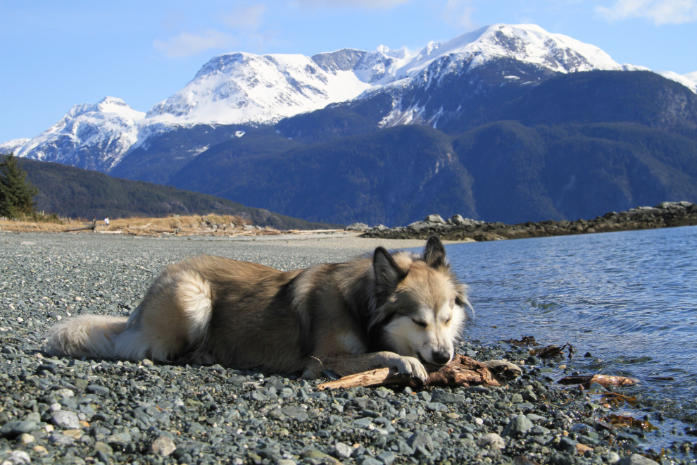 Bella on the beach near Haines, Alaska