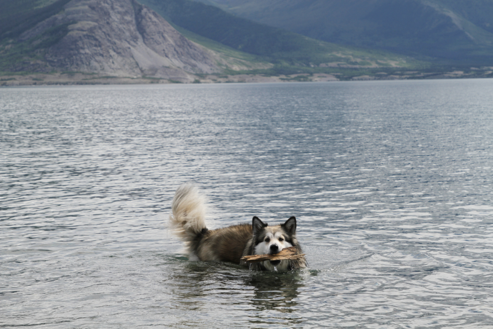 Dog swimming in Kluane Lake, Yukon