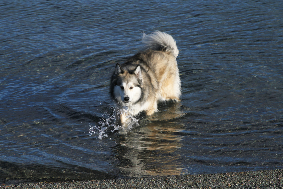 My dog Bella splashing in Kluane Lake, Yukon