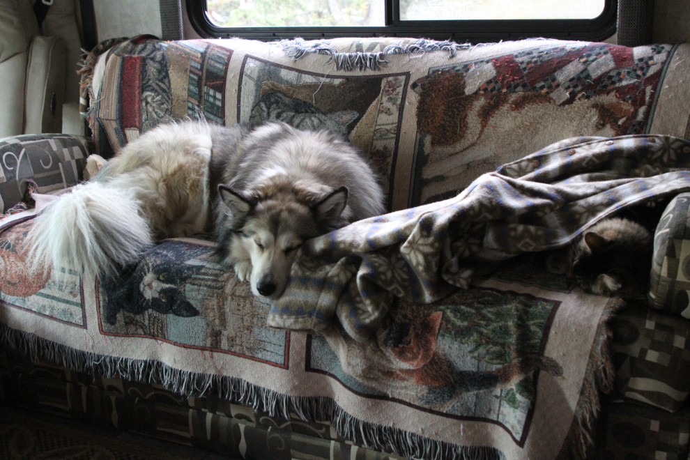My dog and cat sleeping on the RV couch