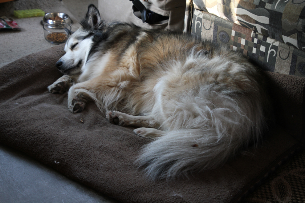 Husky/Shelty cross Bella sleeping on the couch in the RV