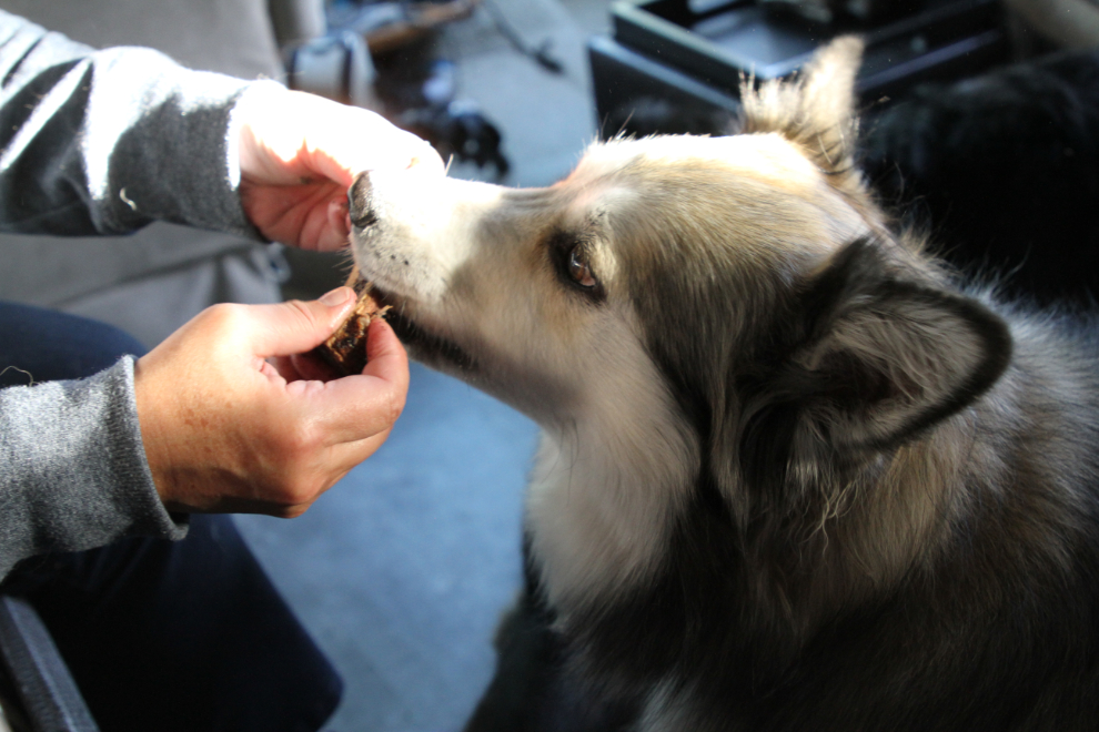 Bella, our shelty/husky, cleaning off a steak bone