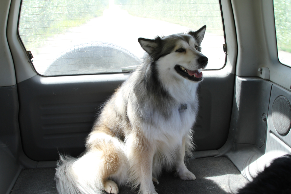 Shelty-cross Bella enjoying wind in the car on a hot day