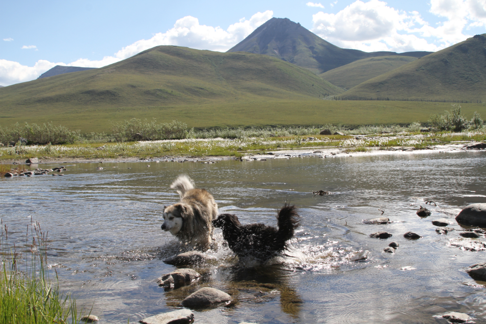 Dogs playing in the Blackstone River along the Dempster Highway, Yukon