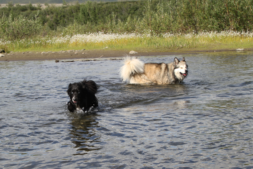 Dogs playing in the Blackstone River, Yukon