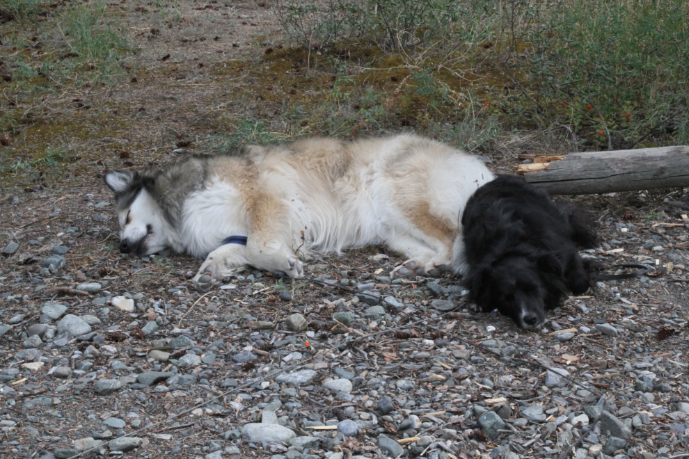Bella and Tucker napping at Congdon Creek Campground, Yukon