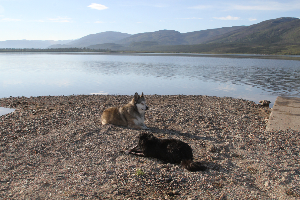 Dogs on the beach at Drury Creek Campground, Yukon