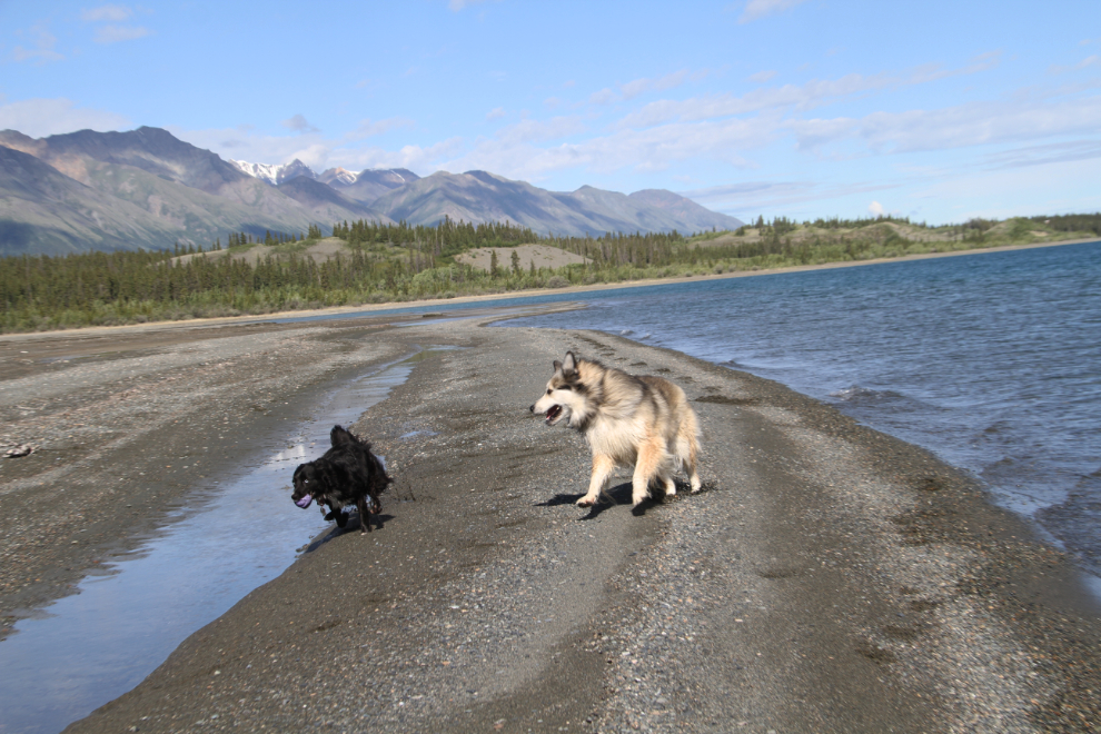 Our dogs Bella and Tucker on the beach of Kluane Lake, Yukon