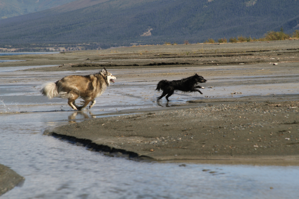 Dogs playing on the beach at Kluane Lake