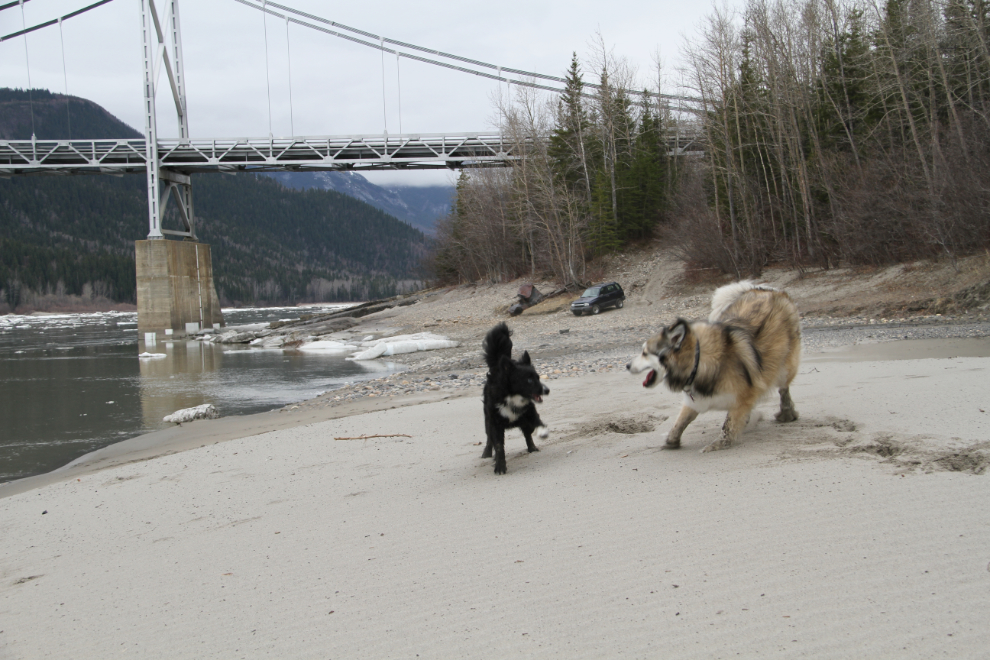 Dogs playing on the Liard River beach