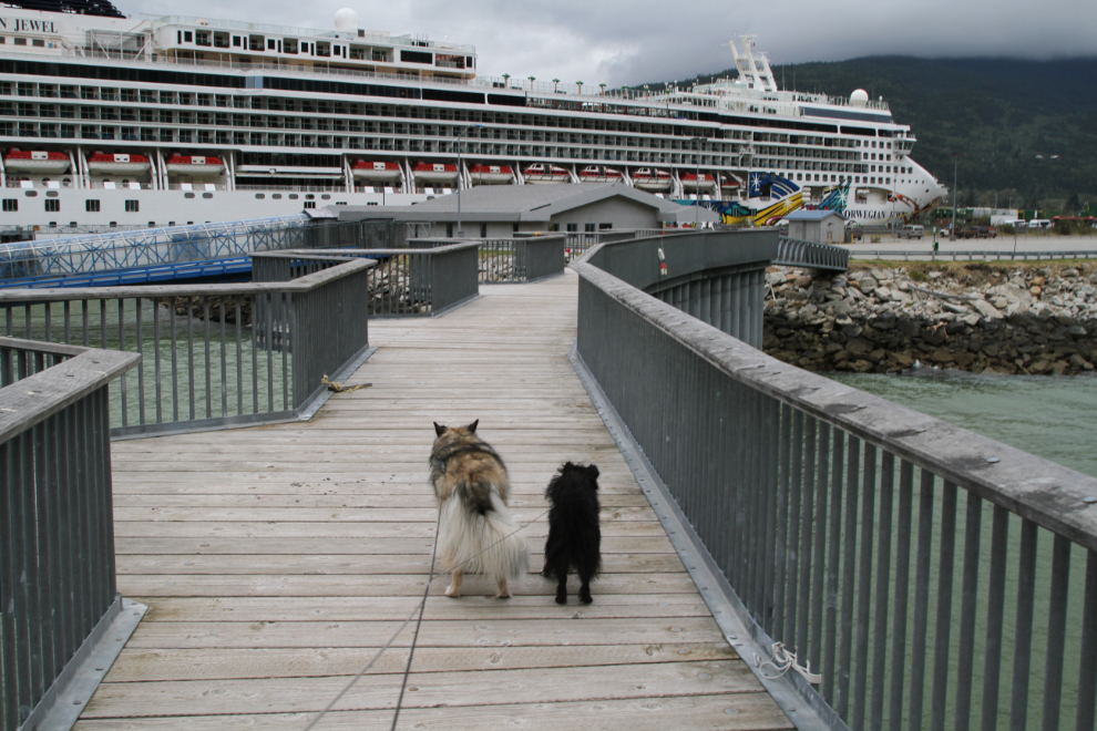 Walking the dogs on a Skagway dock