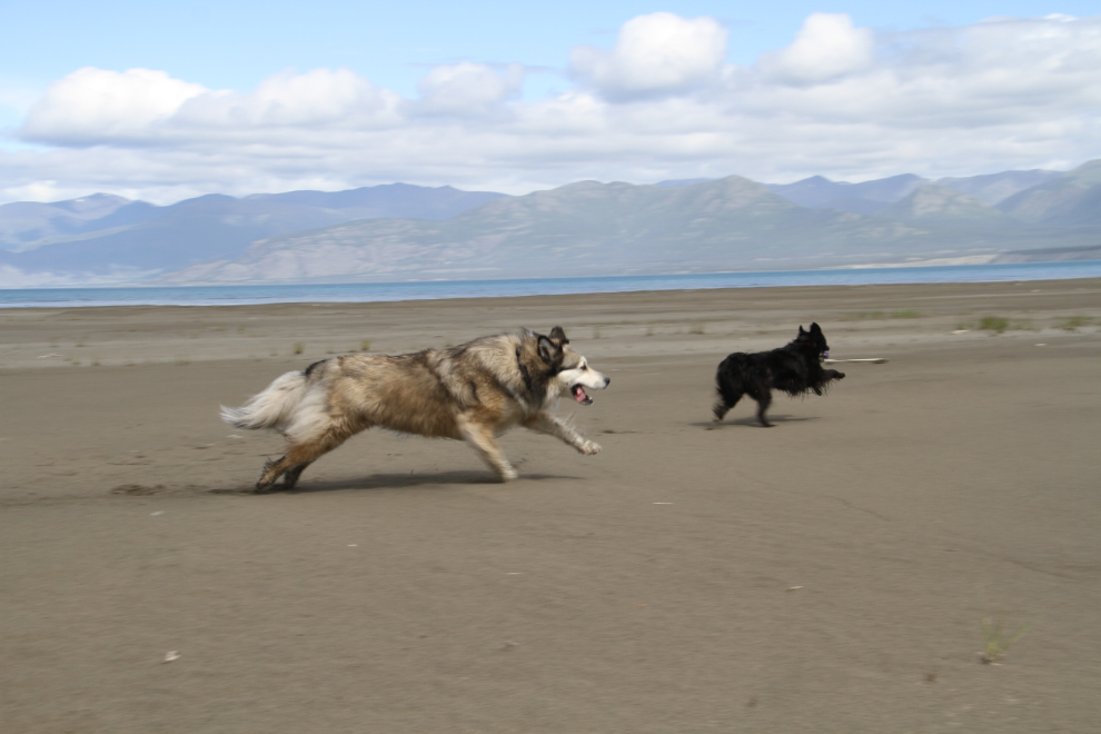 Dogs playing at Slims River Flats, Yukon