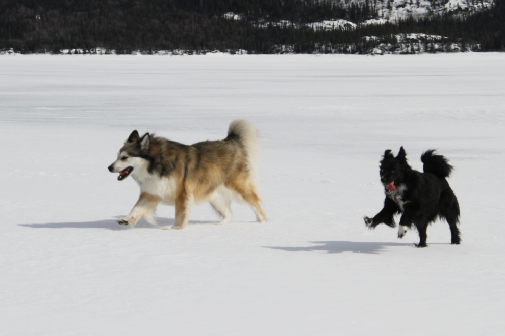 Dogs playing on frozen Tutshi Lake, BC