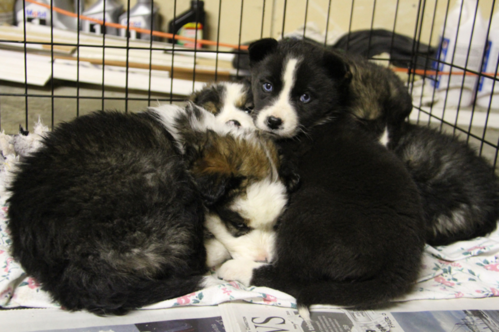 YARN's rescued husky puppies - the Berry litter