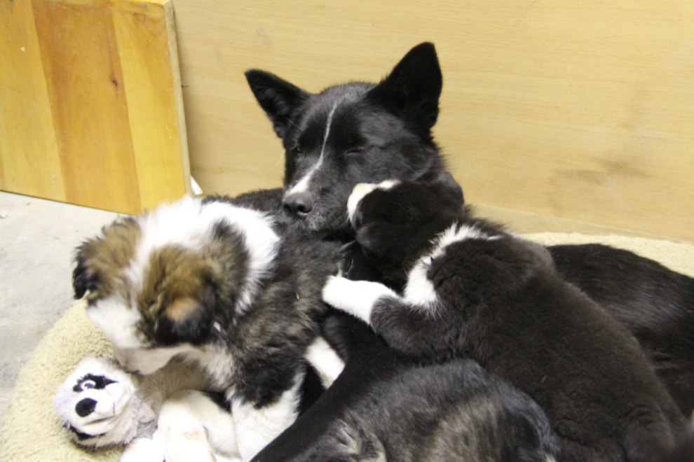Rescued husky puppies playing on top of Mom