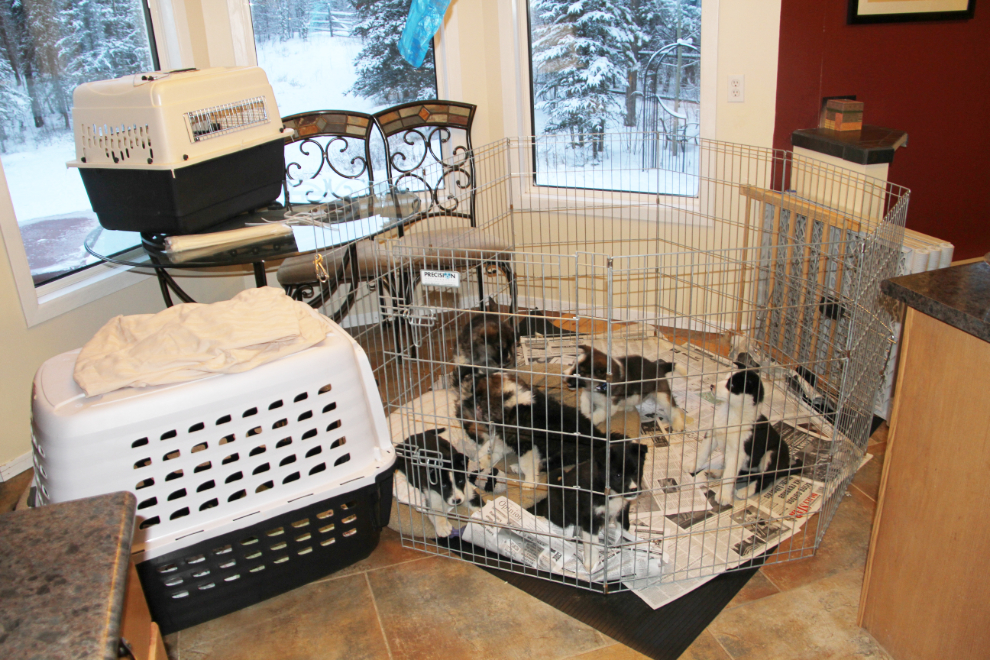 Rescue-puppies in their kennel