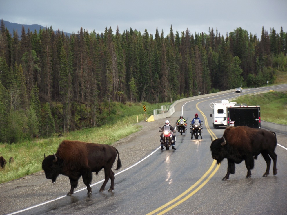 Motorcycles and bison the Alaska Highway