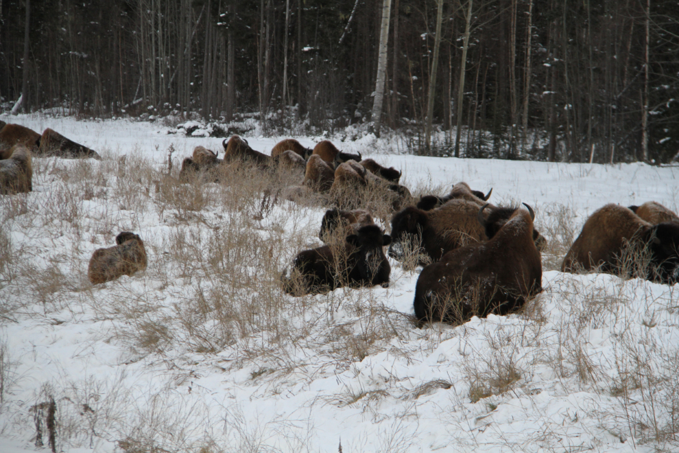 Bison along the Alaska Highway in the winter