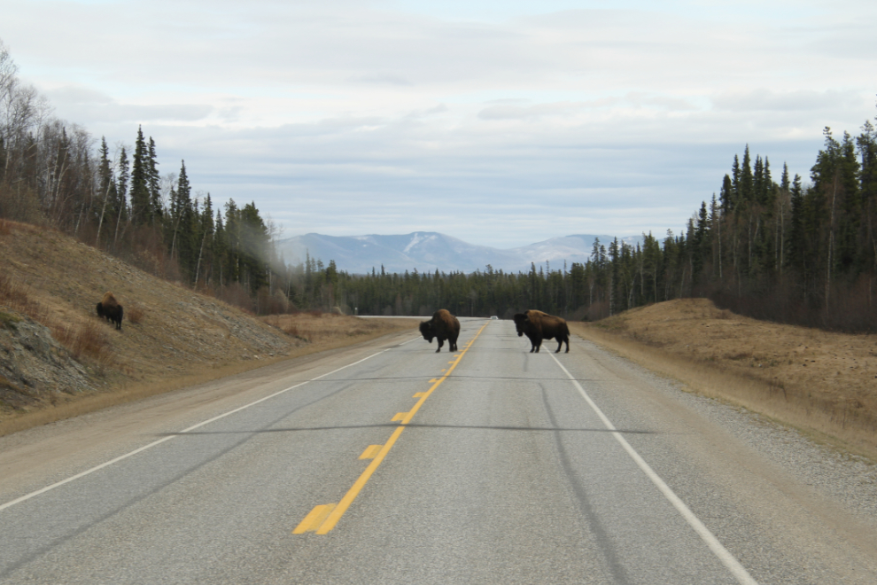 Bison on the Alaska Highway