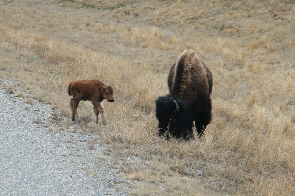 Bison calf and mother beside the Alaska Highway