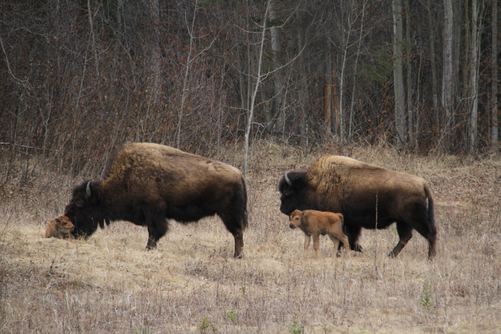 Bison with calves along the Alaska Highway
