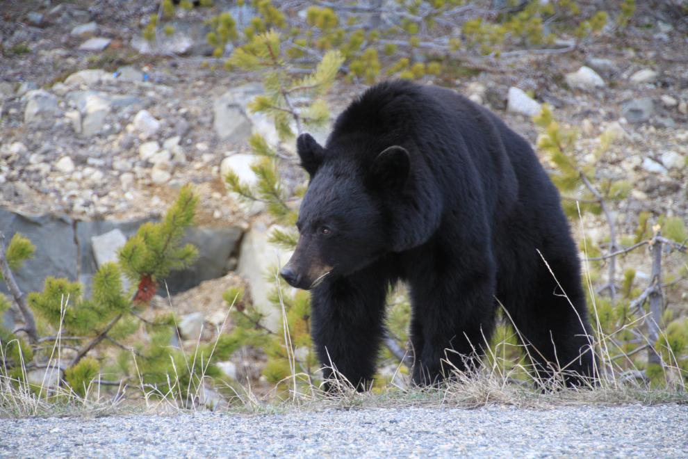 Black bear along the South Klondike Highway at Log Cabin, BC