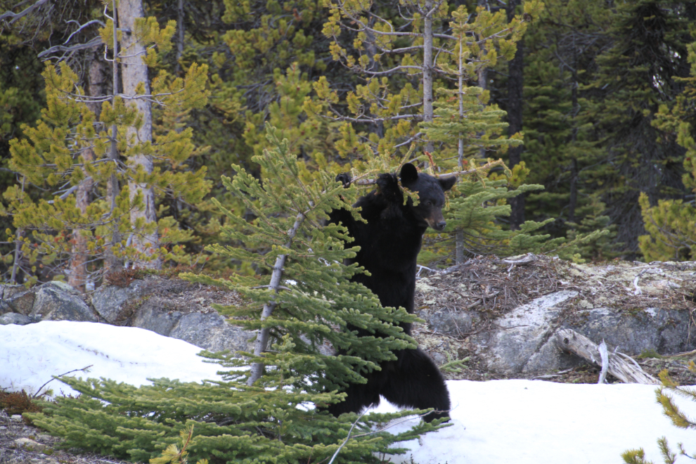 Black bear along the South Klondike Highway at Log Cabin, BC