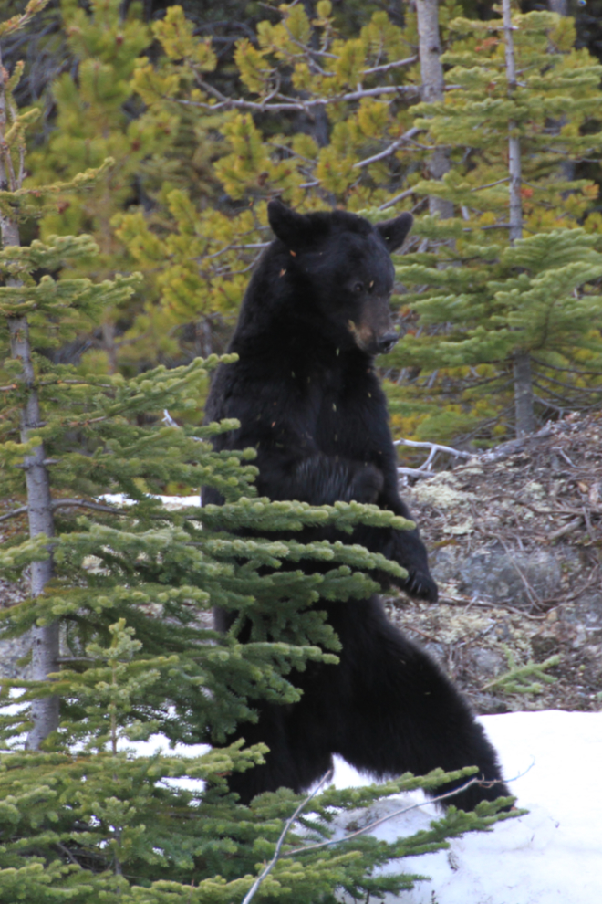 A dancing black bear