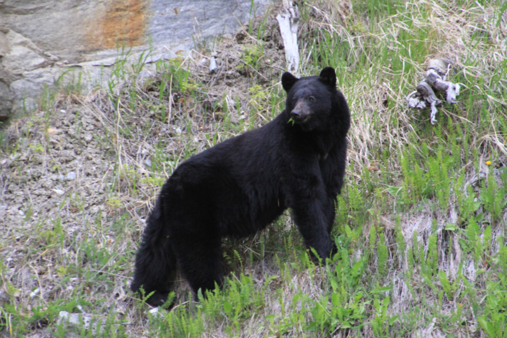 Black bear along the South Klondike Highway at Skagway
