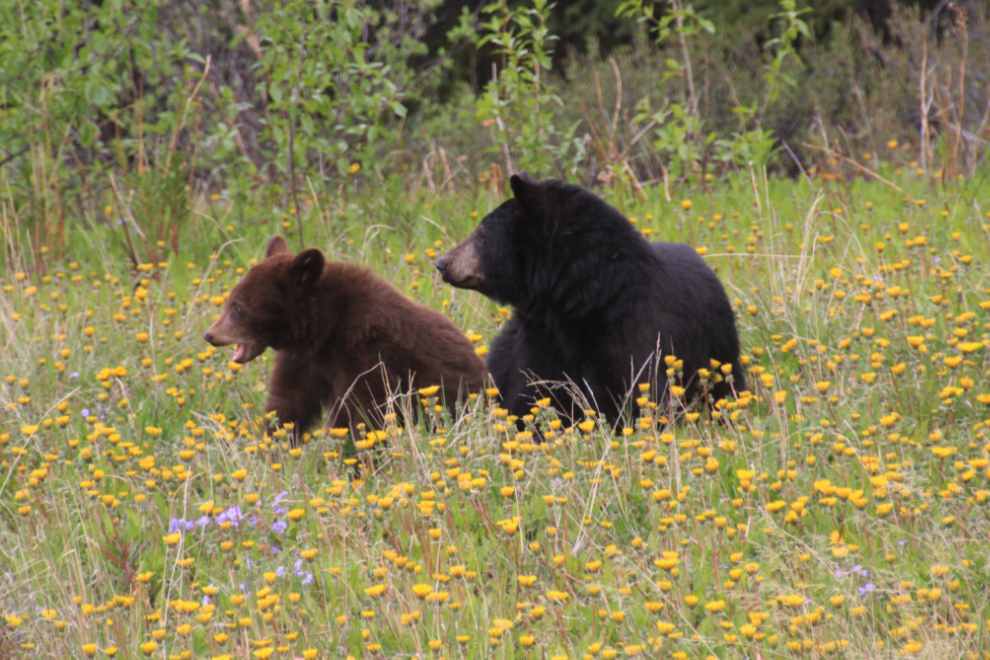 Black bear with cinnamon cub at Carcross, Yukon