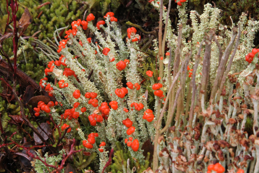 British soldiers lichen (Cladonia cristatella)