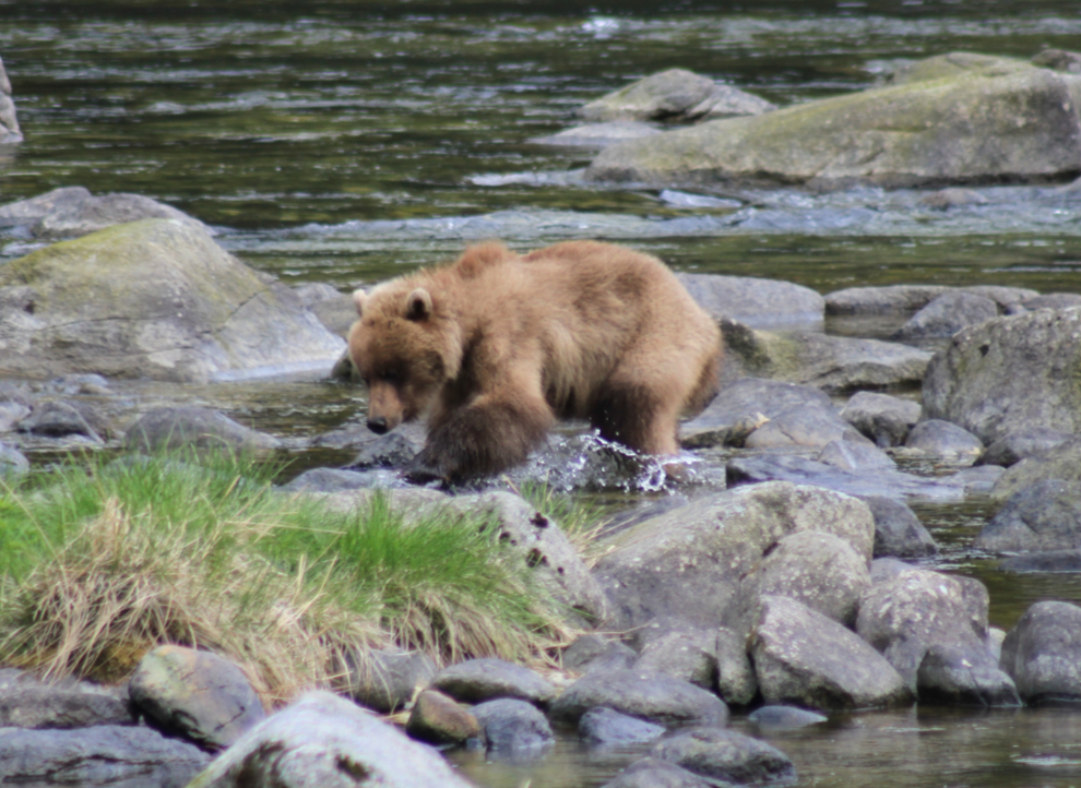 Brown bears fishing along the Chilkoot River, Alaska