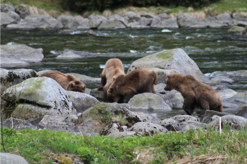 Brown bears fishing along the Chilkoot River, Alaska