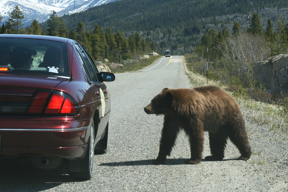 A fed bear along the South Klondike Highway