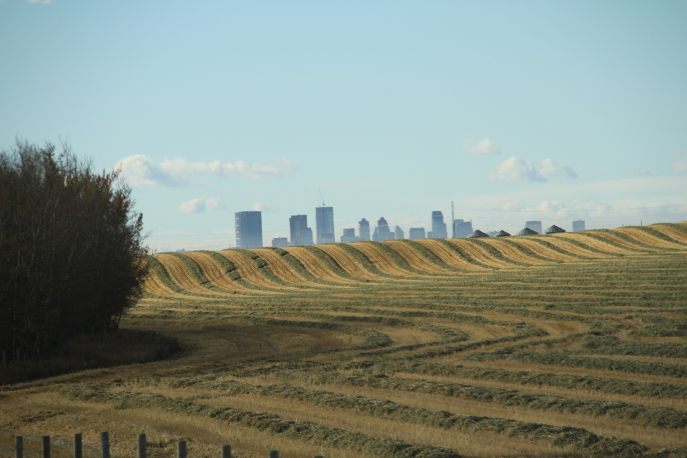 Calgary skyline and hay field