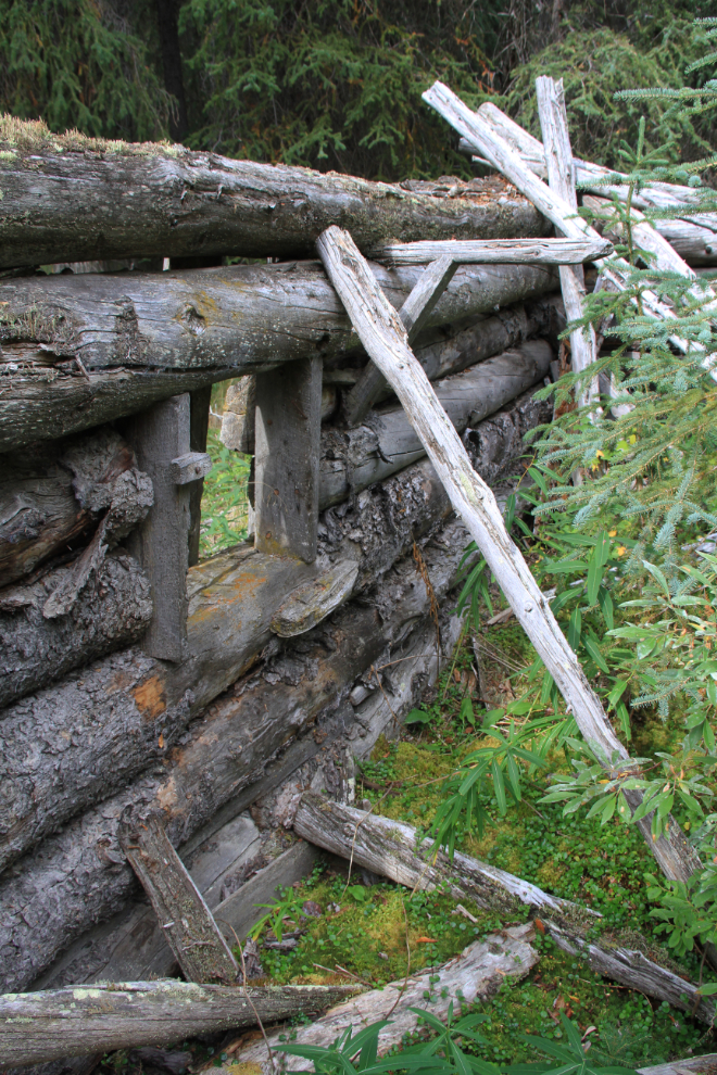 Logging camp stables from 1905-1906