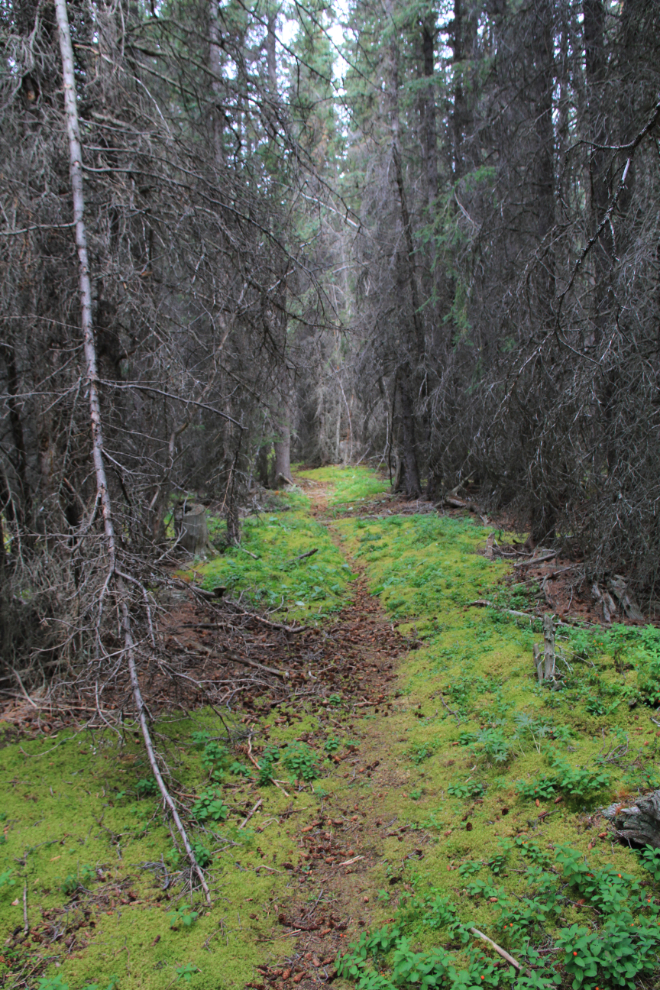 A century-old logging road on the BC/Yukon border