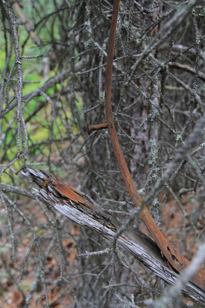 An old sleigh runner in the BC wilderness