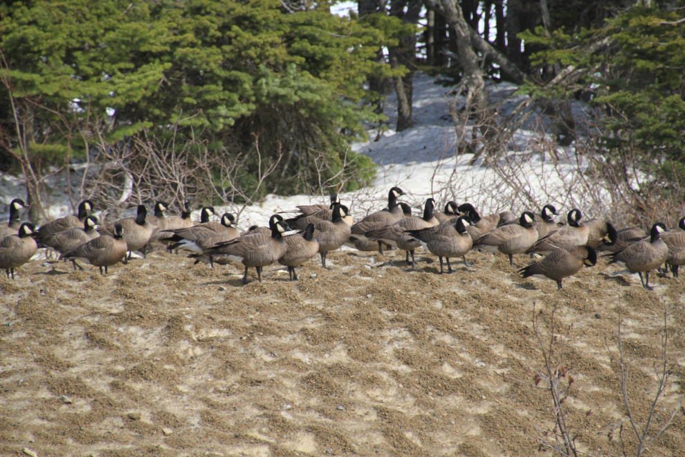 Branta hutchinsii minima, the smallest of all Cackling Geese