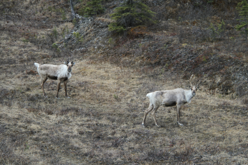 Caribou just east of Muncho Lake.