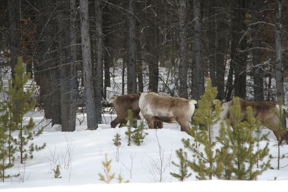 Caribou on the Alaska Highway north of Watson Lake, Yukon
