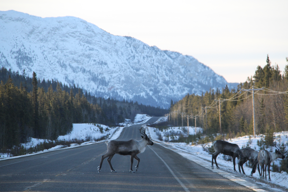 Caribou on the Alaska Highway near Marsh Lake, Yukon
