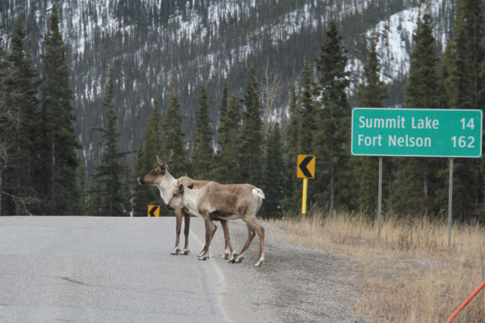 Caribou on the Alaska Highway