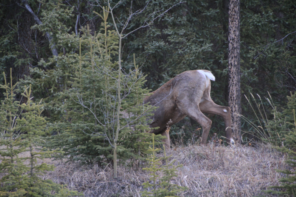 Caribou on the South Klondike Highway