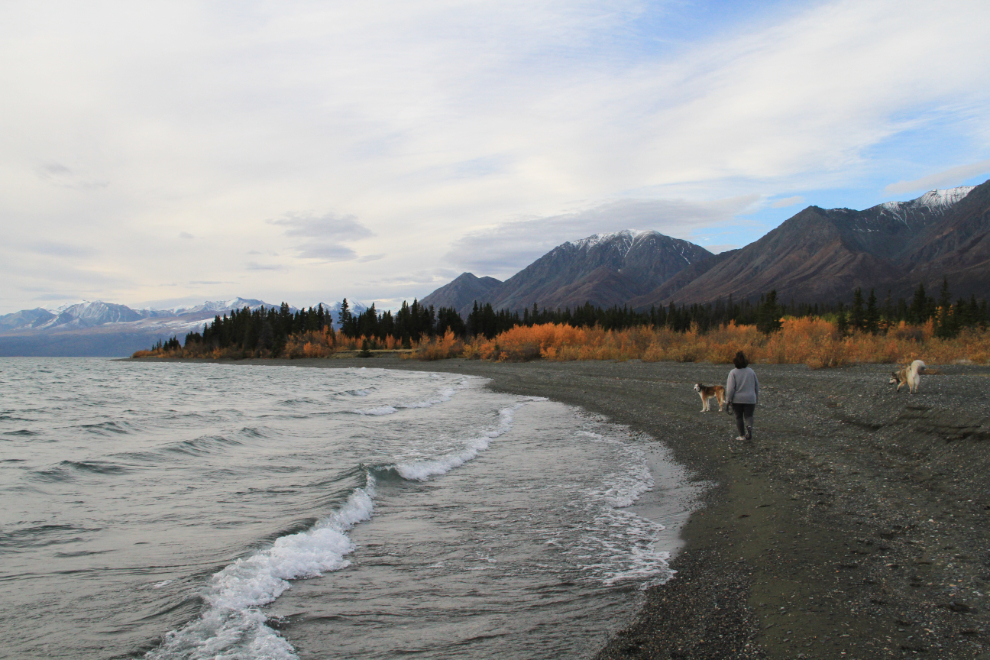 A beach walk with the dogs at Congdon Creek Campground, Yukon