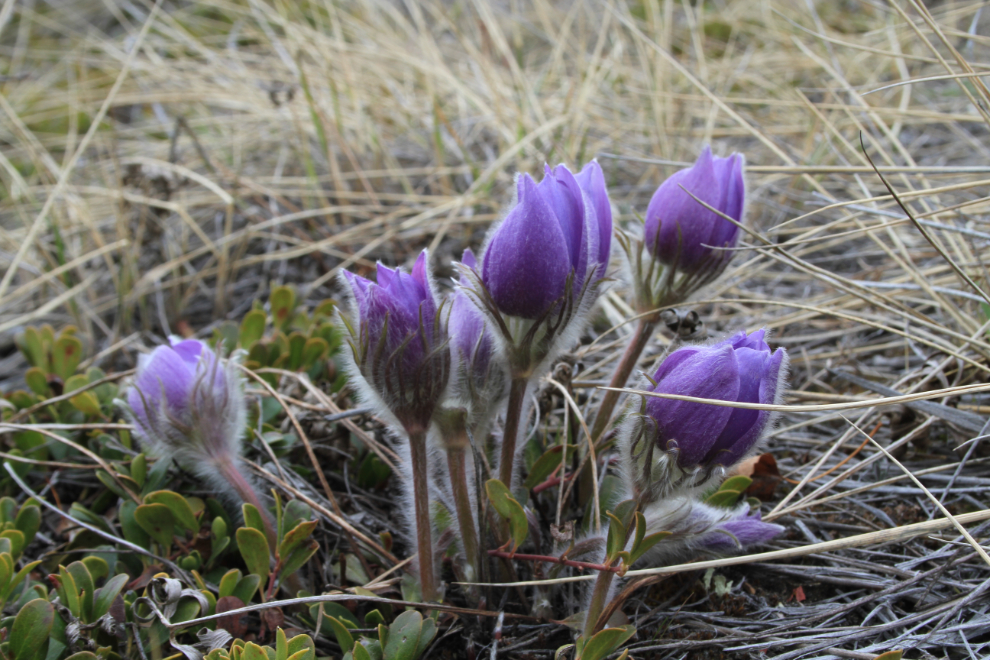 Prairie crocus, the first Spring flower in the Yukon