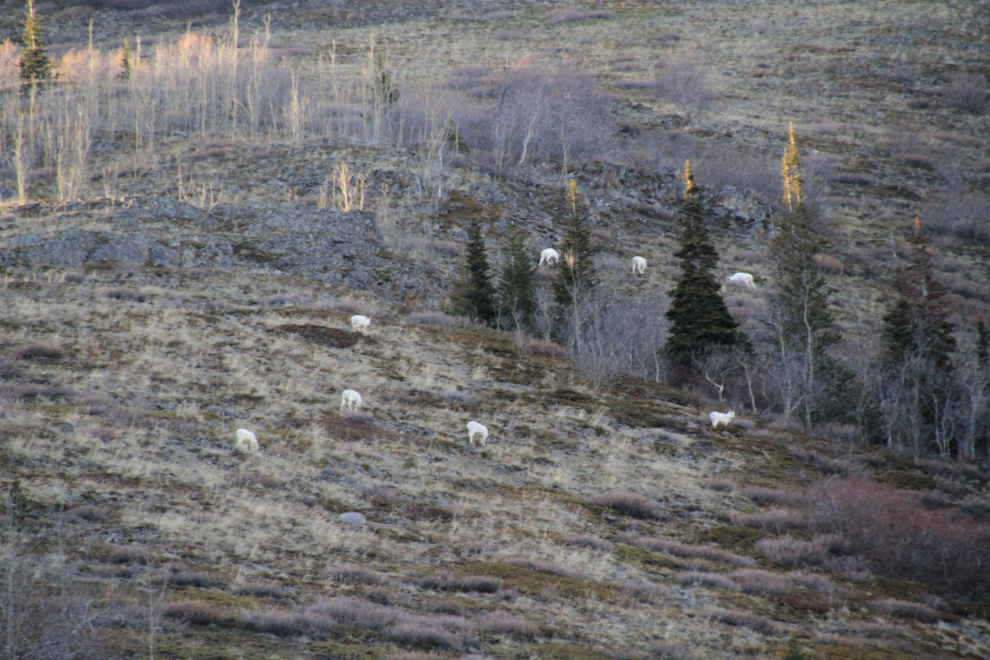 Dall sheep rams at Dail Peak, Yukon