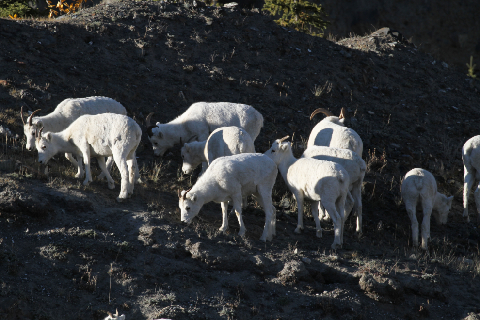 Dall sheep at Sheep Mountain, Yukon
